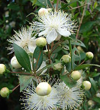 画像の説明 画像の説明